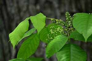 2025-05288710 Oxbow NWR, MA